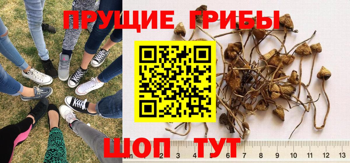 Псилоцибиновые грибы мицелий Светлоград